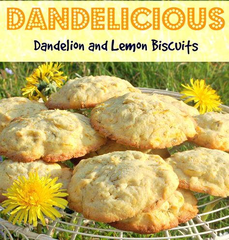 Lemon Biscuits, Edible Flowers Recipes, Wild Food Foraging, Dandelion Flowers, Foraging Recipes, Edible Wild Plants, Foraged Food, Herbal Recipes, Biscuits Recipe