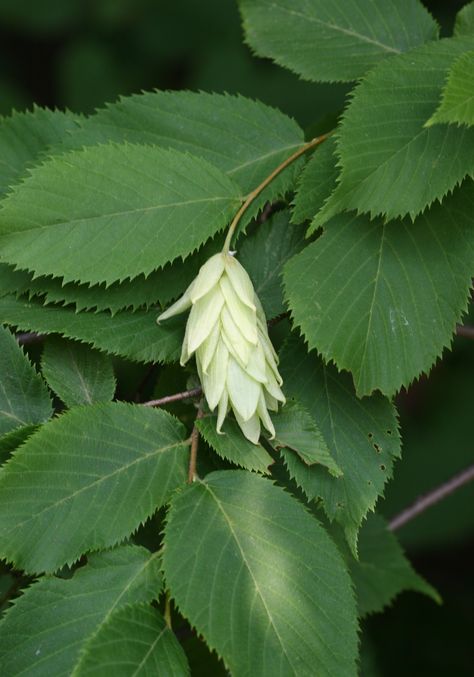 Eastern Hop-hornbeam (Ostrya virginiana) Tree With Leaves, Florida Trees, Future Garden, Winter Fruit, English Tudor, Clay Soil, Deciduous Trees, Wildflower Seeds, Sell Online