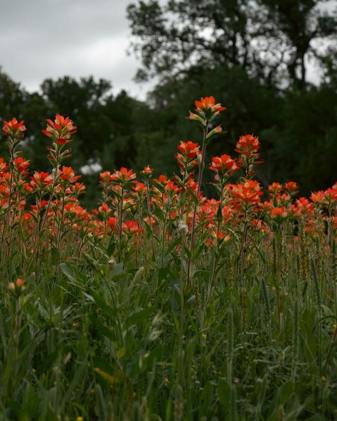 Can you believe how vibrant these Indian paintbrush flowers are? 🧡 Spring is definitely in full swing! Make sure to follow @chaseprettyplaces for more content like this. DM to collaborate. 🤝 . . . #Texas #spring #springishere #indianpaintbrush #wildflowers #nature #photography Red Paintbrush Flower, Paintbrush Flower, Indian Paintbrush Flowers, Texas Spring, Witch Queen, Indian Paintbrush, Camping Coffee, Favorite Flowers, Warrior Cat