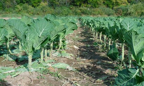 Collard Plant, Growing Spinach, Planting Tools, Vegetable Seeds, Fruit Seeds, Unusual Plants, Tomato Seeds, Collard Greens, Ornamental Plants