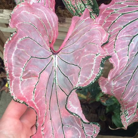 pink symphony caladium | @berrypit on instagram Symphony Caladium, Caladium Plants, Bamboo Seeds, Grow Garden, Summer Plant, Painting References, Pink Plant, Starter Plants, Liquid Fertilizer