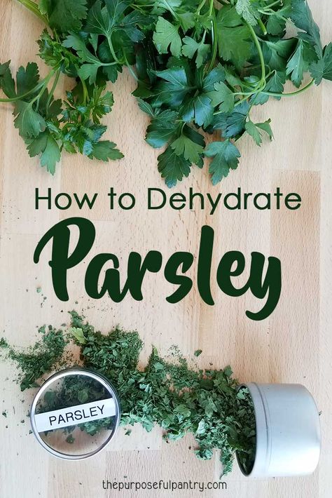 Don't let your parsley turn into a slimy mess in the fridge - learn to dehydrate parsley for your spice cabinet and food storage. #dehydrateparsley #dryparsley #foostorage #spicecabinet #herbgarden Dehydrate Parsley, Purposeful Pantry, Preserve Fresh Herbs, Dehydrating Food Storage, Drying Fresh Herbs, Salmon Croquettes, Preserving Herbs, Dehydrated Vegetables, Long Term Food Storage