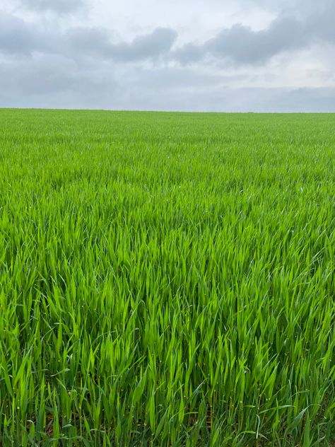 Green Wheat Field, Green Wheat, Crop Field, Wheat Field, Wheat Fields, Good Health, The Farm, Wheat, Herbs