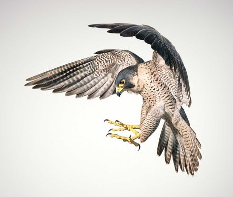 "Peregrine falcons are the fastest animals on Earth, capable of diving at up to 242 miles (390 km) per hour as they swoop after their prey, and they possess several adaptations that help them cope with the aerodynamic stress they experience while traveling at such extreme speeds: their stiffened feathers... Perigren Falcon, Hawk Diving, Peregrine Falcon Aesthetic, Birds Of Prey Aesthetic, Peregrine Falcon Drawing, Peregrine Falcon Flying, Falcon Diving, Peregrine Falcon Art, Peregrine Falcon Tattoo