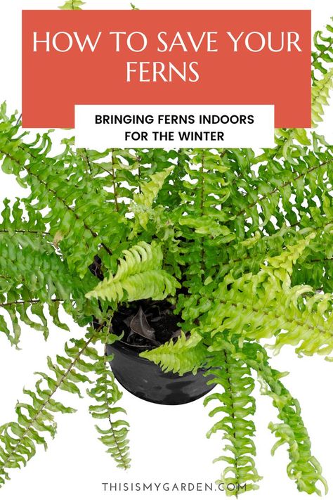 An up close aerial view of a fern growing in a pot. From thisismygarden.com. Bringing Boston Ferns Inside, Bringing Ferns Inside For Winter, Indoor Ferns, Ferns Care, Boston Fern, Ferns Garden, Asparagus Fern, Overwintering, Fern Plant