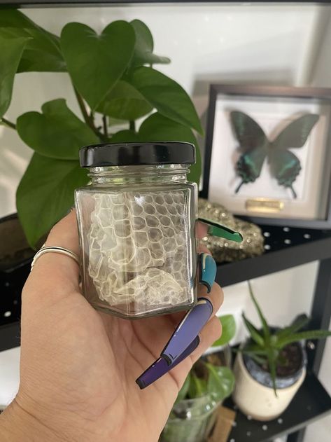 A glass jar filled with snake shed from a python being held up by a womans hand. She has long colourful fingernails and is in front of shelves with plants and other oddities. The glass jar has a black metal lid. Jar Witchcraft, Cabinet Filler, Large Snake, Snake Shedding, Curio Shelf, Largest Snake, Spiritual Tools, Altar Decorations, Gaming Desk