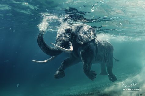 Swimming Elephant Underwater. African elephant in ocean with sunrays and ripples at water surface. © Vitaliy-Sokol.com Follow me on Facebook Thx for your opinion. Under The Water, Elephant Painting, Underwater Photos, Elephant Love, Wildlife Photos, African Elephant, An Elephant, Gentle Giant, Underwater Photography