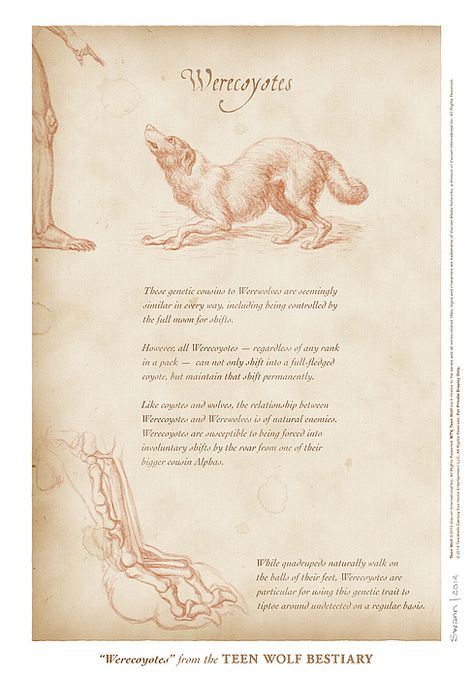 “Werecoyotes” page from the Teen Wolf Bestiary by Swann Smith. Art prints starting at US$20. Wolf Mythology, Teen Wolf Stydia, Teen Wolf Art, Wolf Book, Myths & Monsters, Teen Wolf Quotes, Mythical Monsters, Teen Wolf Dylan, Wolf Quotes