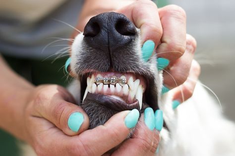 Yes, there is such a thing as dog braces for teeth. Let’s go over what you need to know about dog braces and if your pooch needs them. Wearing braces is a normal part of childhood for many people. You may remember the struggle of finding food stuck between your teeth and the braces or […] Dog Braces, Misaligned Teeth, Getting Braces, Teeth Alignment, Canine Tooth, Crooked Teeth, Bad Teeth, Teeth Bleaching, Teeth Braces