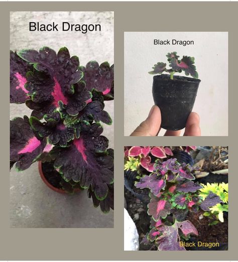 Black dragon coleus Black Dragon Coleus, Outdoor Girls, Container Gardens, Black Dragon, Pink And Black, Container Gardening, Skeleton, Outdoor Living, Home And Garden