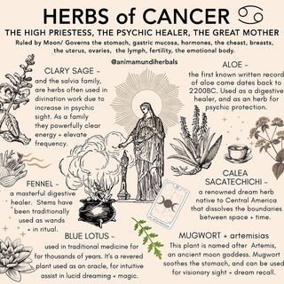 Dream Herbs, Magickal Herbs, Medical Herbs, Capricorn Moon, Magic Herbs, Kitchen Witchery, Magical Herbs, Witchcraft Spell Books, Herbal Healing