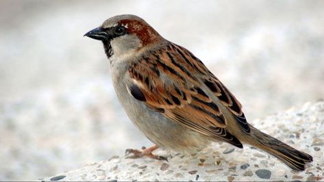 Michigan bird migration: Where they fly, which ones stay for winter Corrugated Tin, Human Environment, House Sparrow, Sparrow Bird, Bird Migration, Agricultural Practices, Bird Watcher, Wild Bird, Invasive Species