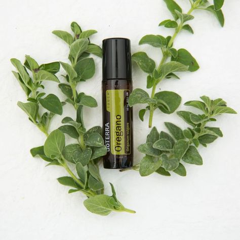 Apply doTERRA Touch® Oregano to the bottom of your feet to deliver the benefits of Oregano essential oil. Or, rub on skin or nails to take advantage of its immune supportive effects. #doterra Benefits Of Oregano, Doterra Oregano, Oregano Oil Benefits, Oregano Essential Oil, Oregano Oil, Essential Oil Roller Bottle, Healthy Herbs, Natural Insect Repellant, Essential Oil Roller