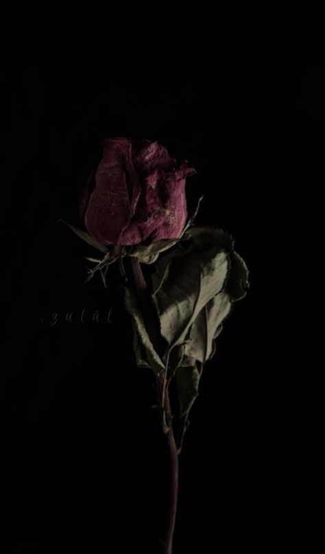 Dried Roses Aesthetic Dark, Wilted Flowers Aesthetic Dark, Rotten Flowers, Nautical Tattoo Sleeve, Dead Rose, Rose Tumblr, Wilted Rose, Withered Rose, Withered Flower