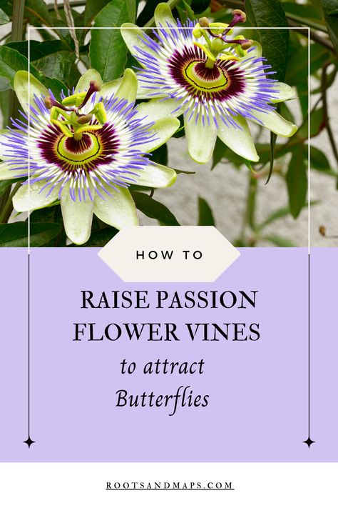 Grow a passion flower vine in a container, against a wall or fence, or on a trellis, and it will beautify your environment. In addition butterflies will come to your backyard and move in! Passion Flower Vine, Blue Passion Flower, Passiflora Caerulea, Attracting Butterflies, Passion Vine, Butterfly Species, Overwintering, Tropical Gardens, Attract Butterflies