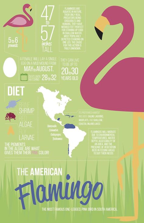 Flamingo Infographic Flamingo Infographic, Zoology Career, Flamingo Facts, Flamingo Diy, American Flamingo, Flamingo Projects, Animal Infographic, Visuell Identitet, Bird Facts