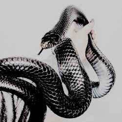 APOGÉE Solidus Snake, Xavier Samuel, Yennefer Of Vengerberg, Slytherin Aesthetic, Ciel Phantomhive, Holly Black, A Series Of Unfortunate Events, A Snake, White Photo