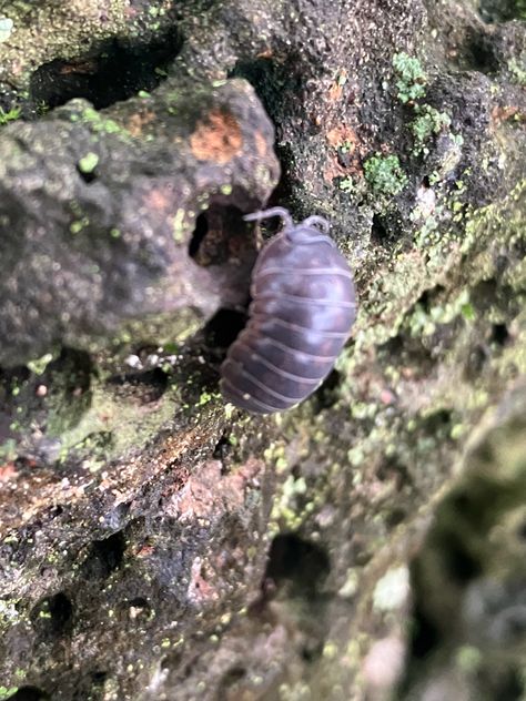 very cute bug named him Todd the rolly polly    #forest #bugs #bug #rollypolly #pillbugs #pillbug #sillyguy #silly #sillygoober #photography Forest Bugs, Rolly Polly, Pill Bug, Habitat, Bugs, Flash, Forest, Collage, Animals