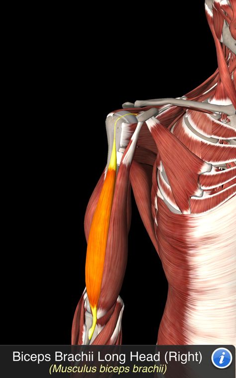 Musculus Biceps Brachii Psoas Major, Human Muscle Anatomy, Biceps Brachii, Medical School Inspiration, Muscle Anatomy, Medical Anatomy, Body Anatomy, Anatomy Drawing, Anatomy Reference