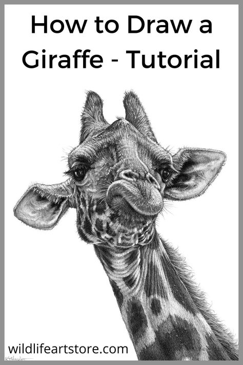 How to draw a giraffe. Finished giraffe portrait. Giraffe Drawing Realistic, Giraffe Drawings, Giraffe Drawing, Drawing Realistic, A Giraffe, Safari Tour, Drawing Lessons, Drawing Tutorials, Step By Step Guide