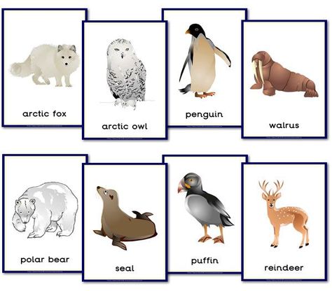 Printable letter-sized posters of polar animals Polar Region Animals, Arctic Animals Pictures, Arctic Animals Printables, Polar Animals Preschool, Winter Animals Preschool, Polar Expedition, Arctic Animals Preschool, Antarctic Animals, Animals Preschool