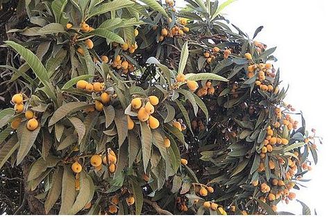 Loquat Tree, Plant Identification, Fruit Tree, Earthship, Exotic Fruit, Plant Pictures, California Dreaming, Plant Species, Travel Memories