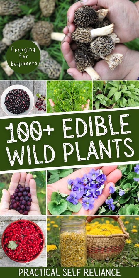 all kinds of edible wild plants: morel mushrooms, chokecherries, wild chamomile, wild ramps, serviceberry, wild violets, dandelion flowers Wild Herbs Edible Plants, Edible Plants And Flowers, Foraging Your Backyard, Florida Foraging Edible Plants, Grow Forage Cook Ferment, Wild Plants You Can Eat, Foraging In Arkansas, Foraging In Indiana, Foraging For Beginners Edible Plants