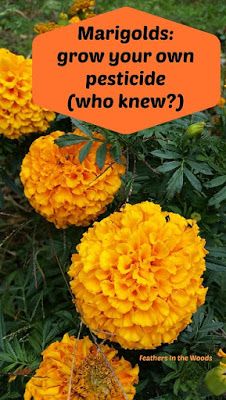 Marigolds In Garden, Pest Spray, Slugs In Garden, Growing Marigolds, Organic Insecticide, Permaculture Garden, Garden Paradise, Organic Pesticide, Vertical Gardening