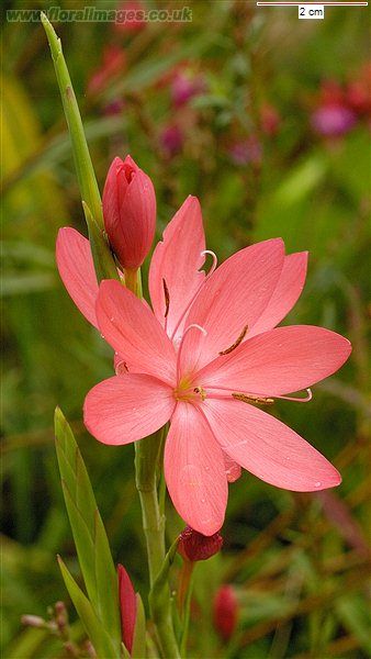 Lily Flower Reference, Kaffir Lilly, Kaffir Lily, Lily Flower Photography, Fairy Lily Flower, Lilly Animal, Schizostylis Coccinea, Botanical Sketchbook, Beautiful Flowers Pictures