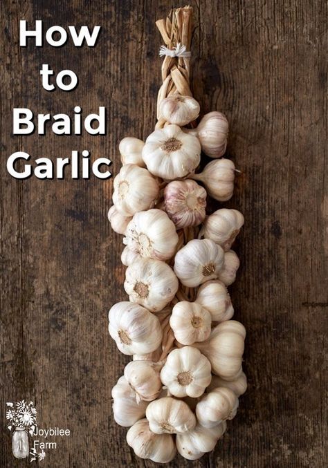 The best way for preserving garlic at home is by braiding. Braided garlic needs no refrigeration, doesn't need a root cellar, and thrives just hanging in your kitchen. Braid Garlic, Braided Garlic, 40 Clove Garlic Chicken, Preserving Garlic, Garlic Farm, Harvesting Garlic, Farm Diy, Garlic Bulbs, How To Store Garlic