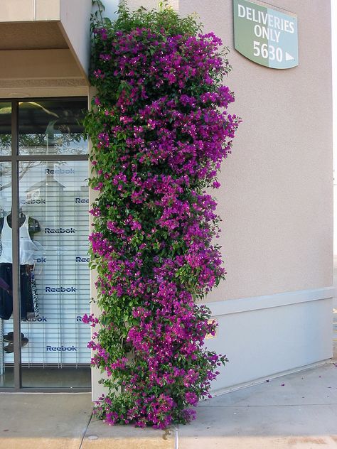 Bougainvillea cvs. - Bougainvillea cultivars | PlantMaster Bougainvillea Care, Climbing Flowers, Compound Wall, Plant Images, Bougainvillea, Backyard Ideas, Creepers, Hedges, Climbing