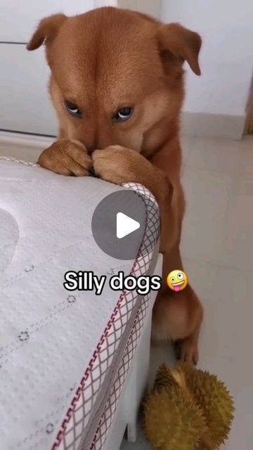 Cute Doggies Funny, Funny Dog Bath Videos, Funny Animal Videos Dogs, Funny Dog Videos Hilarious Puppys, Funny Puppies Video, Cute Funny Puppy Videos, Puppy Videos Funny, Happy Dogs Funny, Really Funny Dog Videos