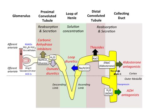 Overview of the transport systems in the renal nephron, and major sites of action of diuretics. ADH: antidiuretic hormone; ENaC: epithelial Na channel. Diuretics Pharmacology, Antidiuretic Hormone, Endocrine Disorders Cheat Sheet, Edema Causes, Corticosteroids Pharmacology, Anticholinergic Mnemonic, Endocrine Pathophysiology, Metabolic Alkalosis, Metabolic Acidosis