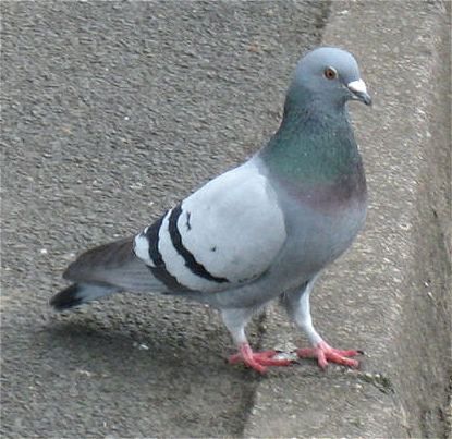 27. Feral pigeon. January 1 2012. Peigon Bird, Racing Pigeon Lofts, Feral Pigeon, Cute Pigeon, Pigeon Blue, Aesthetic Animals, Pigeon Breeds, Wood Pigeon, Dove Pigeon