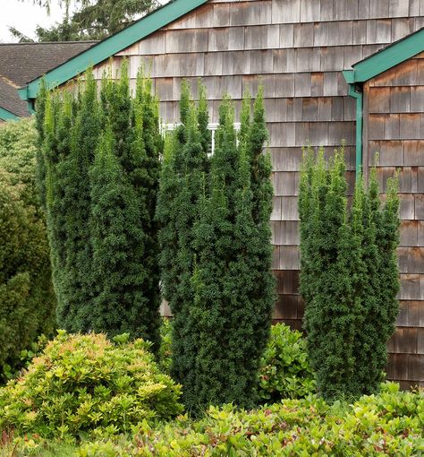 Hicks Upright Yew | Natorp's Online Plant Store Hicks Yew, Shrubs For Privacy, Taxus Baccata, Monrovia Plants, Plant Catalogs, Front Yard Fence, Privacy Screens, Evergreen Shrubs, Landscaping Plants