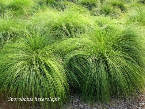 Sporobolus Heterolepis, Van Zyverden, Mexican Feather Grass, Prairie Planting, Lawn Alternatives, Ornamental Grass, Grasses Landscaping, Grasses Garden, Hardy Plants