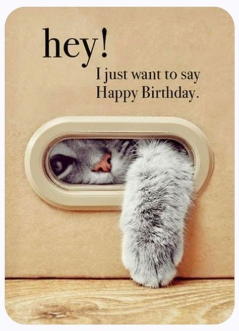 Cat Lady Birthday, Happy Birthday Cat, Cat Lovers Humor, Happy Birthday Quotes For Friends, Cat Birthday, Happy Birthday Quotes, Happy Birthday Wishes, Birthday Quotes, Birthday Wishes