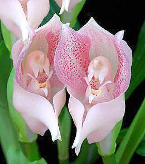 Tulip orchids look like they are cradling babies. Monkey Orchid, Orchid Images, Rare Orchids, Large Flower Pots, Exotic Orchids, Unusual Plants, Unusual Flowers, Beautiful Orchids, Rare Flowers