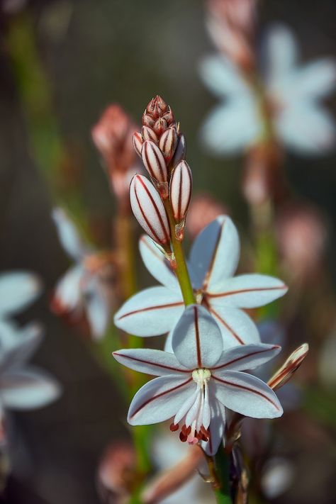 Asphodel White Flower, #Asphodel, #Flower, #White Phallic Flower, Achellia Flower, Asphodel Flower, White Campion Flower, White Alyssum, Blood And Bone, Brochure Inspiration, Flower White, Corporate Brochure