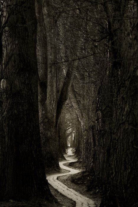 spooky but enticing path. Sometimes the unknown is scary but we have to walk it or stay put. God's Promises, Dreams And Nightmares, Forest Path, Winding Road, Biblical Quotes, White Photo, Dark Forest, Heavenly Father, Enchanted Forest