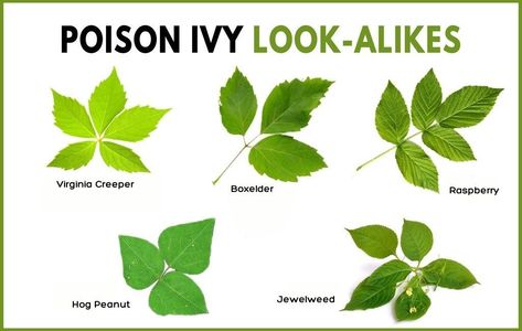 Botany Facts, Poison Ivy Vine, Identifying Plants, Identify Poison Ivy, Poison Ivy Leaves, Raspberry Plant, Poison Ivy Pictures, Poison Ivy Plants, Poison Ivy Remedies