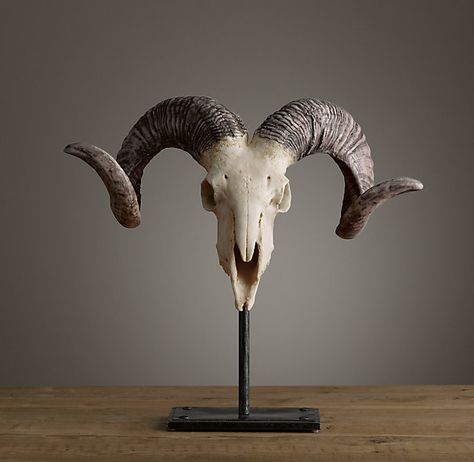 ... Sheep Horns, Sheep Skull, Skull Reference, Goat Skull, Ram Skull, Animal Skull, Animal Bones, Skull Carving, Animal Skulls