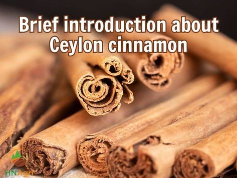 🍂 Prepare to be amazed as you delve into the aromatic world of Ceylon Cinnamon, where its unique blend of captivating flavor and unparalleled health advantages await, promising to rejuvenate your body, mind, and spirit! 💫🌈 Ceylon Cinnamon Benefits, Natural Lip Plumper, Cinnamon Health Benefits, Cassia Cinnamon, Cinnamon Benefits, Lower Ldl Cholesterol, Speed Up Metabolism, Ceylon Cinnamon, Cinnamon Essential Oil