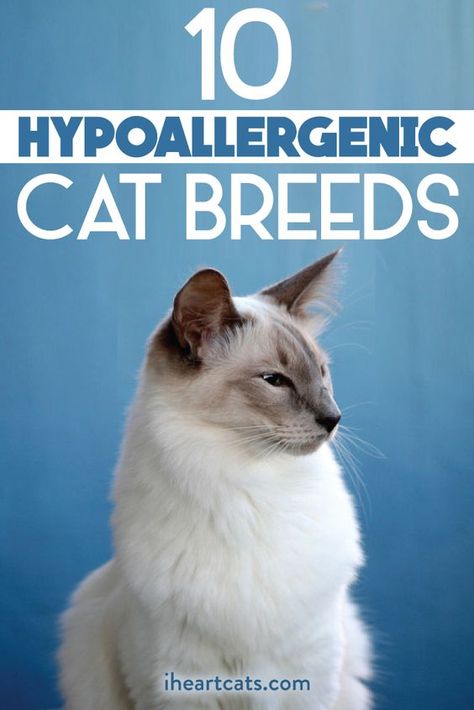 Hypoallergenic Cat Breeds, Types Of Cats Breeds, Cat Breeds Hypoallergenic, Internet Slang, Best Cat Breeds, Russian Cat, Hypoallergenic Cats, Cat Dander, Cat Hacks