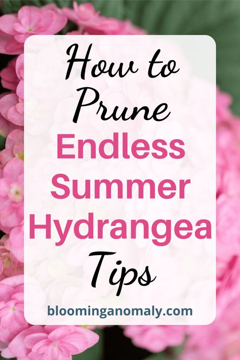 How to Prune Endless Summer Hydrangea Tips - Blooming Anomaly Bloomstruck Endless Summer Hydrangea, Baking Soda For Hydrangeas, Endless Summer Hydrangea Care, Pruning Endless Summer Hydrangeas, Hydrangea Pruning, Bloomstruck Hydrangea, Hydrangea Plant Care, When To Prune Hydrangeas, Hydrangea Plant