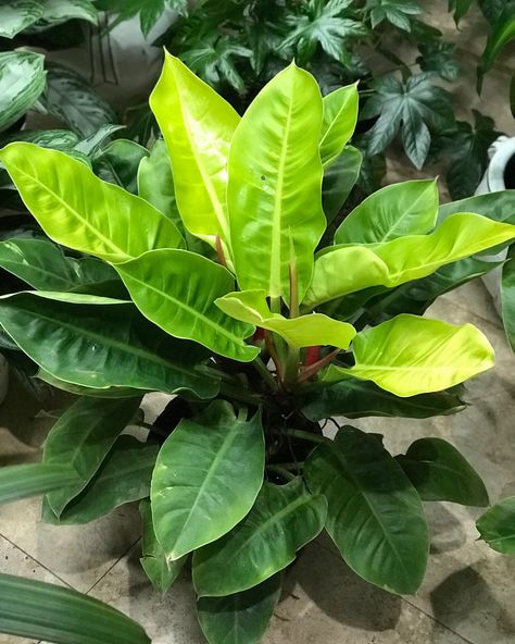 Philodendron Moonlight Moonlight Philodendron, Large Philodendron, Philodendron Moonlight, Philodendron Varieties, Fruit World, Shade Tolerant Plants, Philodendron Plant, Plants Nature, Moon Light