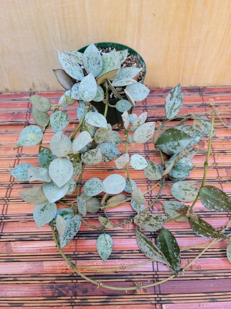 Hoya Krohniana, Wax Plant, Wax, Gems, Plants, Silver