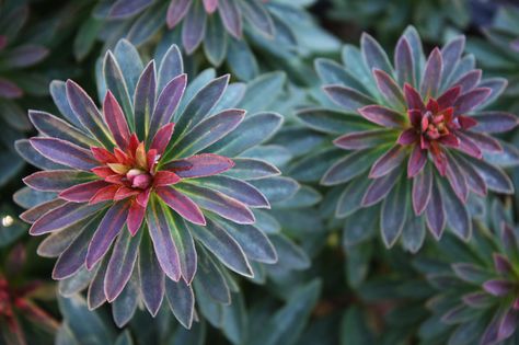 Photo #39272 | Euphorbia 'Red Martin' - Does this count as a "Euphorbia x martinii & cvs."? Mcm Landscaping, Tuscan Gardens, Landscape Backyard, Rooftop Gardens, Green Fence, Buy Plants Online, Farm Fence, Ground Cover Plants, Buy Plants