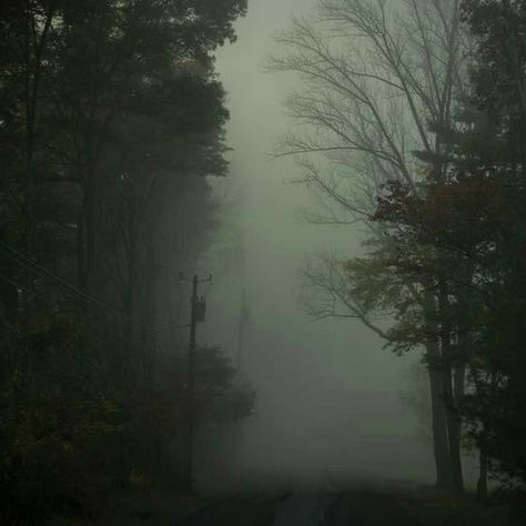 Trees, Road