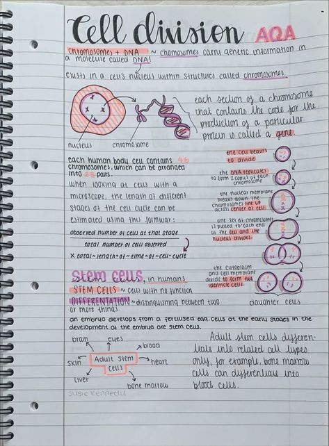 chemistry cell division, aesthetic notes, revision notes inspiration tik tok susiekennedyx Cell Organisation Revision, Science Revision Notes Chemistry, Neat Revision Notes, Chemistry Gcse Notes, Pretty Revision Notes, Aesthetic Notes Ideas Science, Cell Notes Aesthetic, Cute Revision Notes, Cell Division Notes Aesthetic